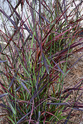 Hot Rod Switch Grass (Panicum virgatum 'Hot Rod') at The Mustard Seed