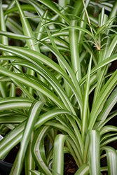 Variegated Spider Plant (Chlorophytum comosum 'Variegatum') at The Mustard Seed