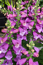 Dalmatian Purple Foxglove (Digitalis purpurea 'Dalmatian Purple') at The Mustard Seed