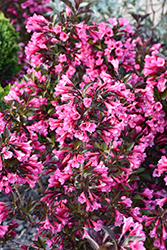 Wine and Roses Weigela (Weigela florida 'Alexandra') at The Mustard Seed