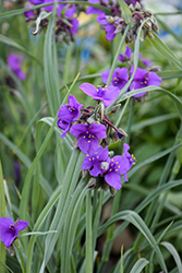 Concord Grape Spiderwort (Tradescantia x andersoniana 'Concord Grape') at The Mustard Seed