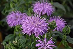 Blue Moon Beebalm (Monarda 'Blue Moon') at The Mustard Seed