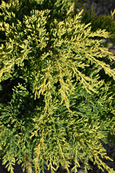 Daub's Frosted Juniper (Juniperus x media 'Daub's Frosted') at The Mustard Seed