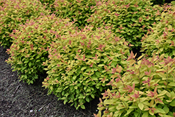 Double Play Big Bang Spirea (Spiraea 'Tracy') at The Mustard Seed