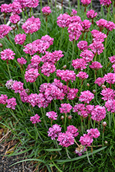 Bloodstone Sea Thrift (Armeria maritima 'Bloodstone') at The Mustard Seed
