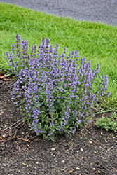 Purrsian Blue Catmint (Nepeta x faassenii 'Purrsian Blue') at The Mustard Seed