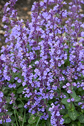 Cat's Pajamas Catmint (Nepeta 'Cat's Pajamas') at The Mustard Seed
