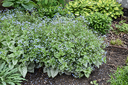 Queen of Hearts Bugloss (Brunnera macrophylla 'Queen of Hearts') at The Mustard Seed