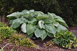 Shadowland Empress Wu Hosta (Hosta 'Empress Wu') at The Mustard Seed