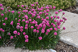 Bloodstone Sea Thrift (Armeria maritima 'Bloodstone') at The Mustard Seed
