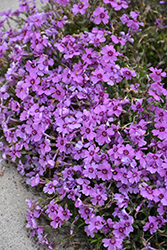 Eye Shadow Creeping Phlox (Phlox subulata 'Eye Shadow') at The Mustard Seed