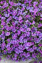 Bedazzled Pink Phlox (Phlox 'Bedazzled Pink') at The Mustard Seed
