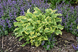 Shadowland Wheee! Hosta (Hosta 'Wheee!') at The Mustard Seed