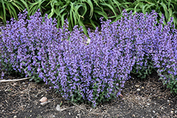 Cat's Pajamas Catmint (Nepeta 'Cat's Pajamas') at The Mustard Seed