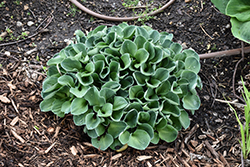 Blue Mouse Ears Hosta (Hosta 'Blue Mouse Ears') at The Mustard Seed