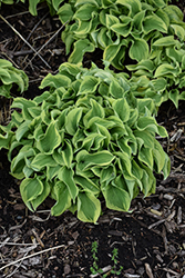 Wrinkle in Time Hosta (Hosta 'Wrinkle in Time') at The Mustard Seed