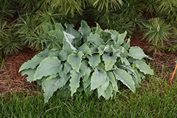 Neptune Hosta (Hosta 'Neptune') at The Mustard Seed
