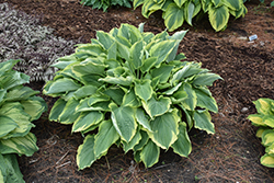 Shadowland Hope Springs Eternal Hosta (Hosta 'Hope Springs Eternal') at The Mustard Seed
