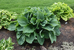 Blue Angel Hosta (Hosta 'Blue Angel') at The Mustard Seed