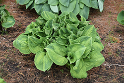 Brother Stefan Hosta (Hosta 'Brother Stefan') at The Mustard Seed