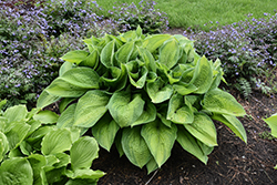 Paradigm Hosta (Hosta 'Paradigm') at The Mustard Seed