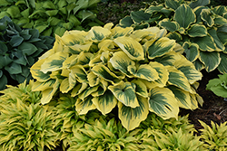 Liberty Hosta (Hosta 'Liberty') at The Mustard Seed