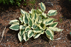 Blue Ivory Hosta (Hosta 'Blue Ivory') at The Mustard Seed