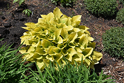 Maui Buttercups Hosta (Hosta 'Maui Buttercups') at The Mustard Seed