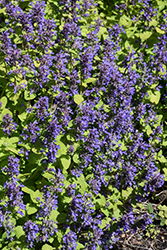 Chartreuse On The Loose Catmint (Nepeta 'Chartreuse On The Loose') at The Mustard Seed