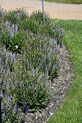 Perfect Profusion Meadow Sage (Salvia nemorosa 'Perfect Profusion') at The Mustard Seed