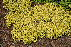 Aztec Gold Creeping Speedwell (Veronica prostrata 'Aztec Gold') at The Mustard Seed