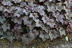 Palace Purple Coral Bells (Heuchera micrantha 'Palace Purple') at The Mustard Seed