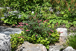 Valentine Bleeding Heart (Dicentra spectabilis 'Hordival') at The Mustard Seed