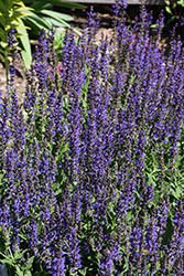 May Night Sage (Salvia x sylvestris 'May Night') at The Mustard Seed