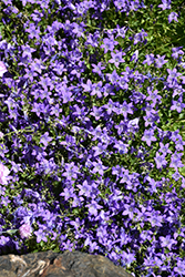 Dalmatian Bellflower (Campanula portenschlagiana) at The Mustard Seed