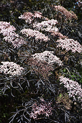 Black Lace Elder (Sambucus nigra 'Eva') at The Mustard Seed