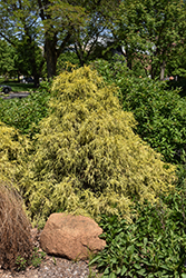 Golden Mop Falsecypress (Chamaecyparis pisifera 'Golden Mop') at The Mustard Seed