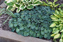 Blue Mouse Ears Hosta (Hosta 'Blue Mouse Ears') at The Mustard Seed