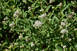 New Jersey Tea (Ceanothus americanus) at The Mustard Seed