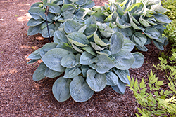 Big Daddy Hosta (Hosta 'Big Daddy') at The Mustard Seed