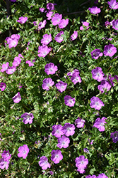 Max Frei Cranesbill (Geranium sanguineum 'Max Frei') at The Mustard Seed