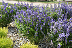 Blue Wild Indigo (Baptisia australis) at The Mustard Seed