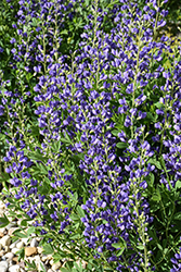 Blue Wild Indigo (Baptisia australis) at The Mustard Seed