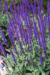 Caradonna Sage (Salvia nemorosa 'Caradonna') at The Mustard Seed