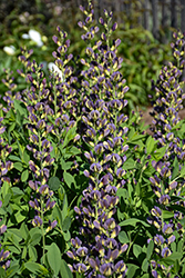 Twilite Prairieblues False Indigo (Baptisia 'Twilite') at The Mustard Seed