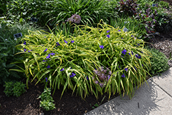 Sweet Kate Spiderwort (Tradescantia x andersoniana 'Sweet Kate') at The Mustard Seed