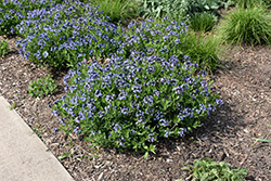 Blue Ice Star Flower (Amsonia tabernaemontana 'Blue Ice') at The Mustard Seed