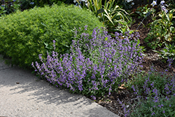 Little Titch Catmint (Nepeta racemosa 'Little Titch') at The Mustard Seed