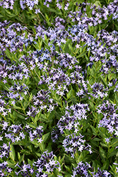 Blue Ice Star Flower (Amsonia tabernaemontana 'Blue Ice') at The Mustard Seed