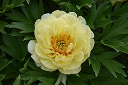 Bartzella Peony (Paeonia 'Bartzella') at The Mustard Seed